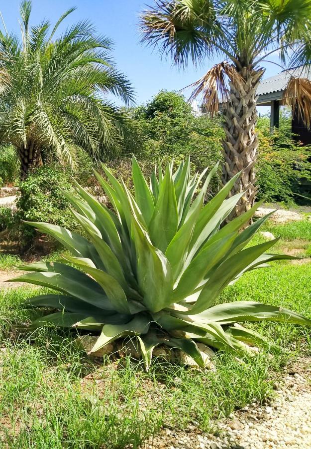 Red Palm Village Кралендейк Экстерьер фото